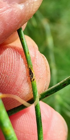 rust teleospore lesions